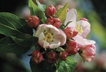 Apple, Malus domestica.