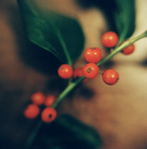 Holly, Ilex aquifolium.