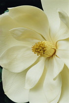 Magnolia, Magnolia grandiflora.