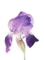 Iris, Bearded iris, Iris germanica.