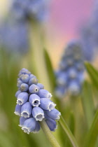 Grape Hyacinth, Muscari.