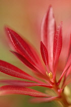 Pieris, Pieris japonica andromeda.