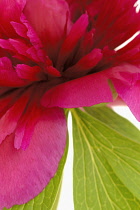 Peony, Paeonia officinalis.