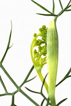 Fennel bulb, Florence fennel, Foeniculum vulgare.