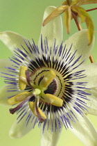 Passion flower, Passiflora caerulea.