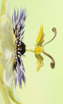 Passion flower, Passiflora caerulea.