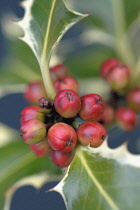 Holly, Ilex.