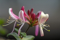 Honeysuckle, Lonicera 'The Early Dutch'.