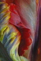 Tulip, Parrot tulip, Tulipa.