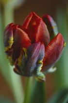 Tulip, Parrot tulip, Tulipa.