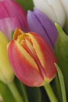 Tulip, Tulipa.