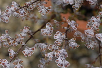 Lemon Balm, Melissa officinalis.