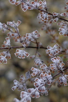 Lemon Balm, Melissa officinalis.