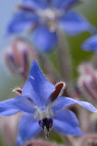 Borage, Borago officinalis.