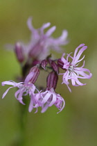 Ragged Robin, Lychnis flos-cuculi.