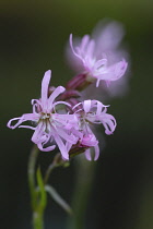 Ragged Robin, Lychnis flos-cuculi.