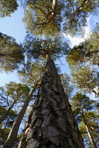 Pine, Scots pine, Pinus sylvestris.