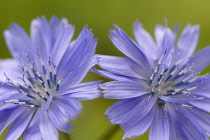 Chicory, Cichorium intybus.