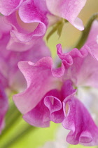 Sweetpea, Lathyrus odoratus.