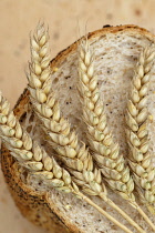 Wheat, Bread wheat, Triticum aestivum.