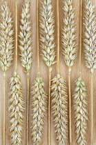 Wheat, Bread wheat, Triticum aestivum 'Squareheads monster'.