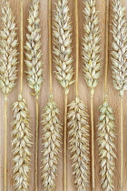 Wheat, Bread wheat, Triticum aestivum 'Squareheads monster'.