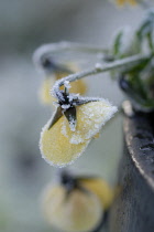 Pansy, Viola wittrockiana.