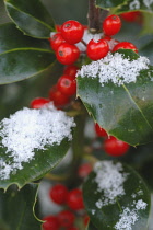 Holly, Ilex.