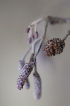 Alder, Alnus glutinosa.