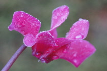 Cyclamen, Cyclamen 'Alpine violet'.