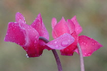 Cyclamen, Cyclamen 'Alpine violet'.