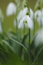 Snowdrop, Galanthus nivalis.