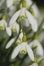 Snowdrop, Galanthus nivalis.