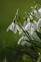 Snowdrop, Galanthus nivalis.