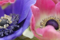 Anemone, Anemone coronaria De Caen.