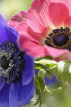 Anemone, Anemone coronaria De Caen.