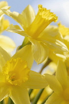 Daffodil, Narcissus.