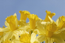 Daffodil, Narcissus.