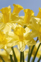 Daffodil, Narcissus.