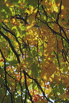 Horse Chestnut, Aesculus hippocastanum.