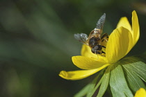 Aconite, Eranthis hyemalis.