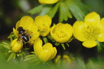 Aconite, Eranthis hyemalis.