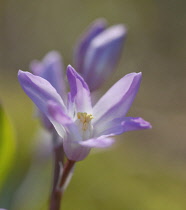 Glory-of-the-snow, Chionodoxa.