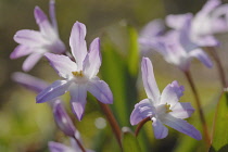 Glory-of-the-snow, Chionodoxa.