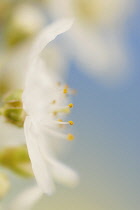 Cherry, Prunus avium.