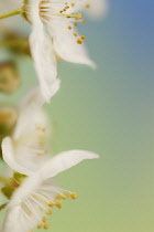 Cherry, Prunus avium.