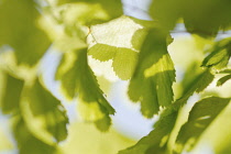 Fern, Maidenhair fern, Adiantum raddianum.