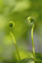 Fern, Maidenhair fern, Adiantum raddianum.