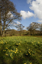 Daffodil, Narcissus pseudonarcissus.