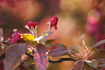 Cherry, Prunus.